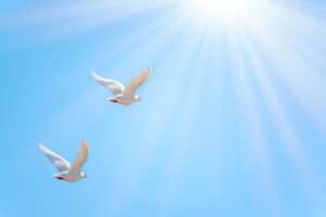 Two White Doves Fly In A Clear Blue Sky. Two White Doves Fly In